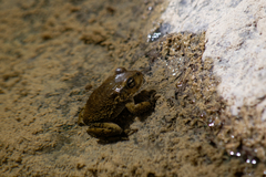 Sclerophrys arabica