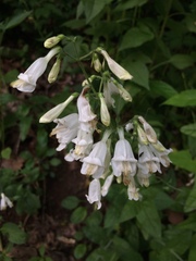 Penstemon tenuiflorus