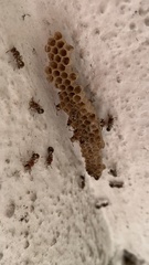 Ropalidia cyathiformis