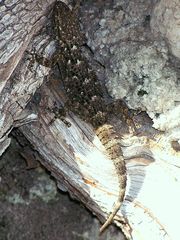 Tarentola mauritanica