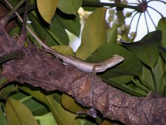 Calotes versicolor