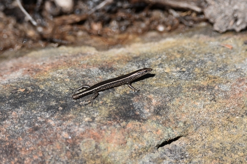 Elegant Snake-eyed Skink, VXPG+66 Heathcote National Park, Heathcote NSW 2233, Australia, photo 7 of 10