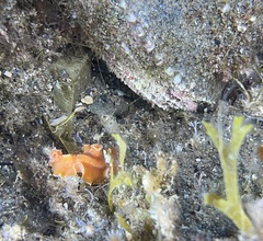 Yungia aurantiaca