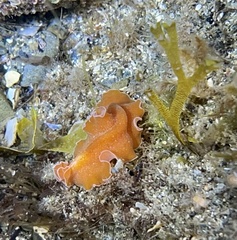 Yungia aurantiaca