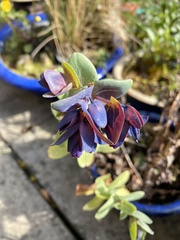 Cerinthe