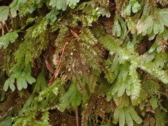 Hypnodendron arcuatum