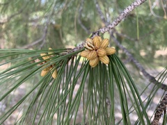 Pinus brutia