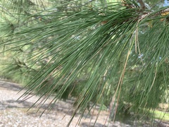 Pinus brutia