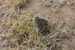 Atelerix albiventris