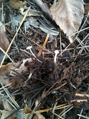 Strobilurus stephanocystis