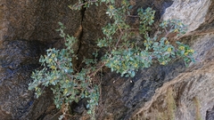 Rhamnus myrtifolia