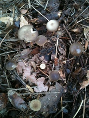 Strobilurus stephanocystis