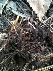 Strobilurus stephanocystis