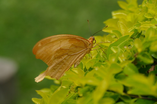 Noble Swallowtail