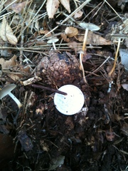 Strobilurus stephanocystis