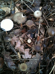 Strobilurus stephanocystis