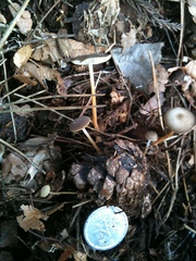 Strobilurus stephanocystis