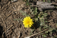 Taraxacum mongolicum