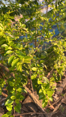 Duranta erecta