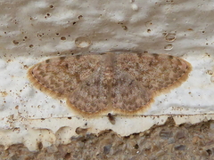 Scopula asellaria