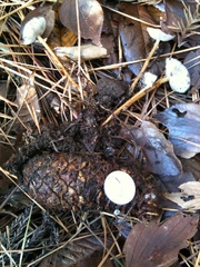 Strobilurus stephanocystis