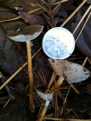 Strobilurus stephanocystis