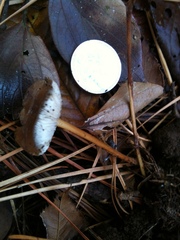 Strobilurus stephanocystis