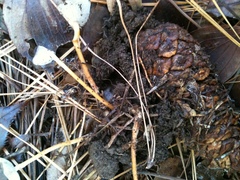 Strobilurus stephanocystis