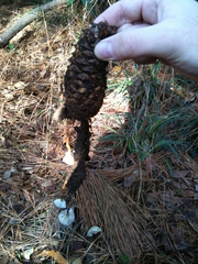 Strobilurus stephanocystis