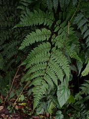 Cornopteris banajaoensis