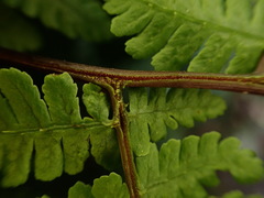 Cornopteris banajaoensis
