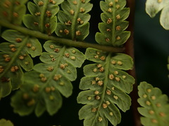 Cornopteris banajaoensis