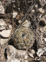 Coryphantha cornifera