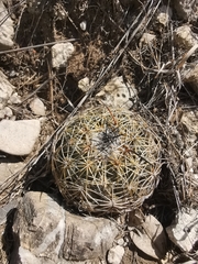 Coryphantha cornifera