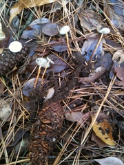 Strobilurus stephanocystis