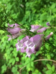 Penstemon calycosus