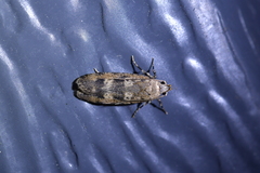 Anisoplaca cosmia