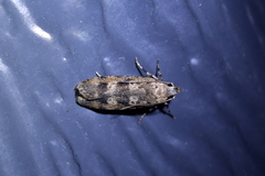 Anisoplaca cosmia
