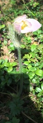 Pulsatilla vernalis