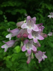 Penstemon calycosus
