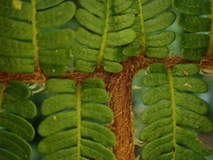 Alsophila loheri