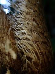 Alsophila loheri