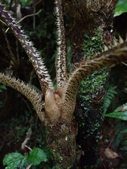 Alsophila loheri