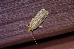 Agonopterix umbellana