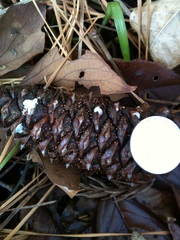 Nectria pseudotrichia