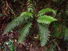 Plagiogyria stenoptera