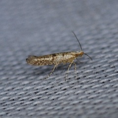Argyresthia subreticulata