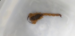 Tityus serrulatus