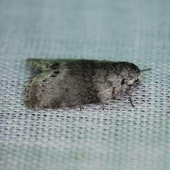 Polygrammate cadburyi