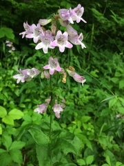 Penstemon calycosus